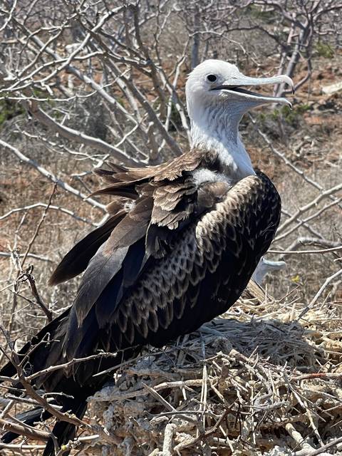      A bird with brown and white plumage in a tree.
  