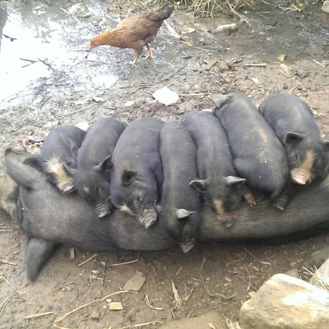 Klantbeoordelingsfoto van Het beste van het noordwesten van Vietnam - een gemakkelijke trektocht - 14 dagen 