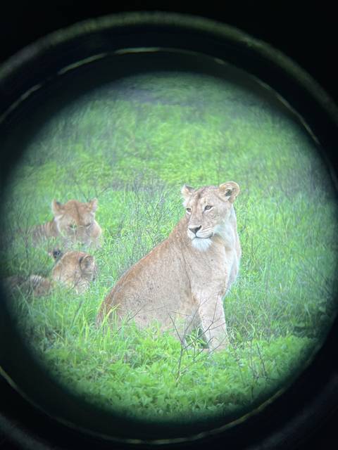 Lion and cubs resting in a green field viewed through a circle.