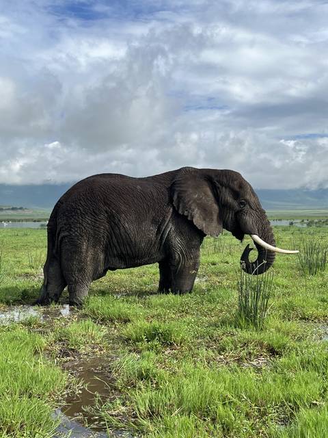 Elephant walking in a grassy field under a cloudy sky.