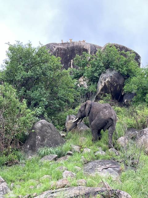 Elephant grazing near rocky terrain with greenery around.