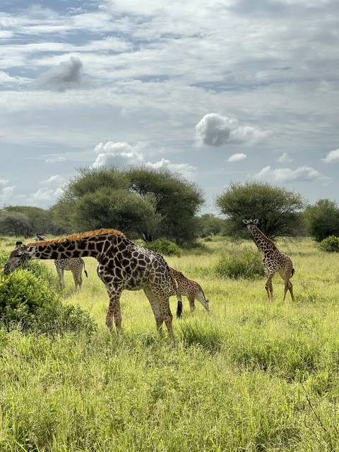 Giraffes grazing in a savannah landscape.