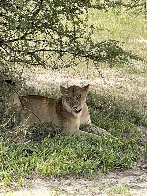 Lion lying on the grass near a tree.