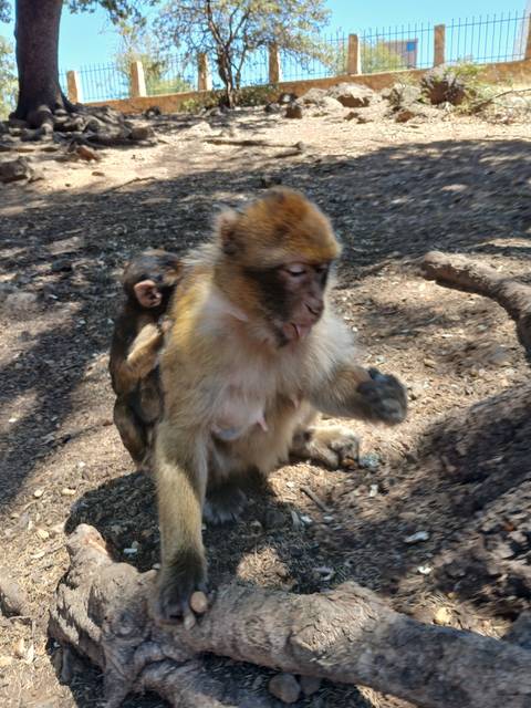       Two monkeys on a dirt surface, one sitting and the other partially visible.
  