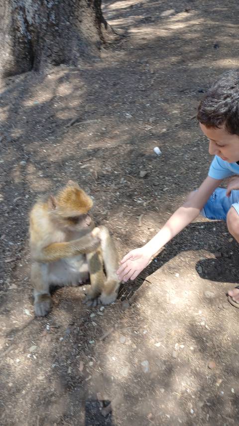       Person interacting with a monkey on a dirt surface.
  