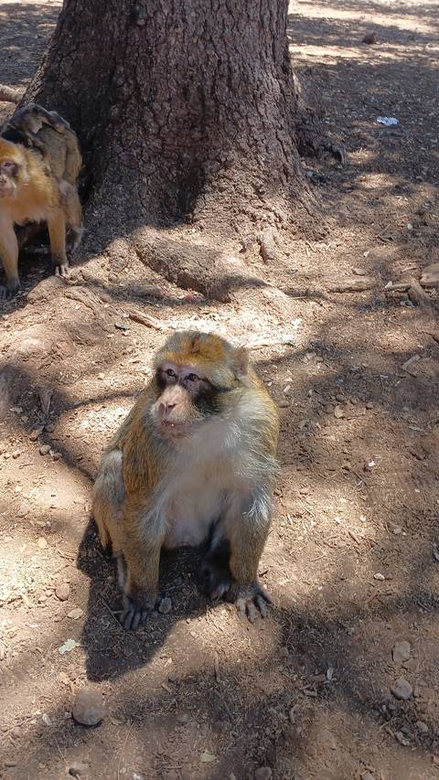       Monkey sitting against a tree on dirt ground.
  