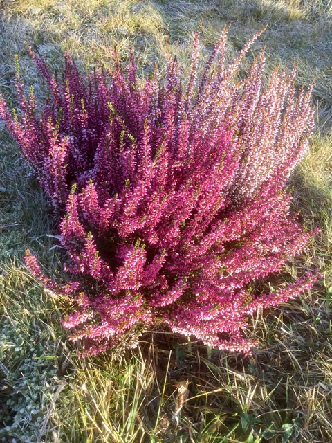 Close-up of vibrant pink flowers.