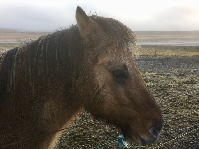 Profile of a horse facing left in a field.