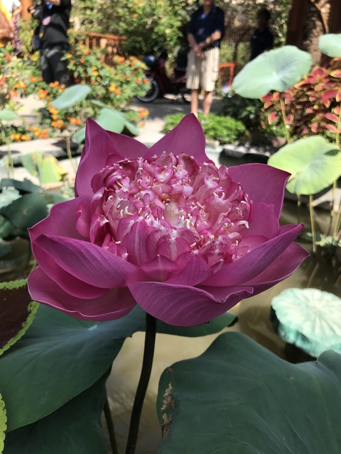       Close-up of a vibrant pink lotus flower in a pond.
  