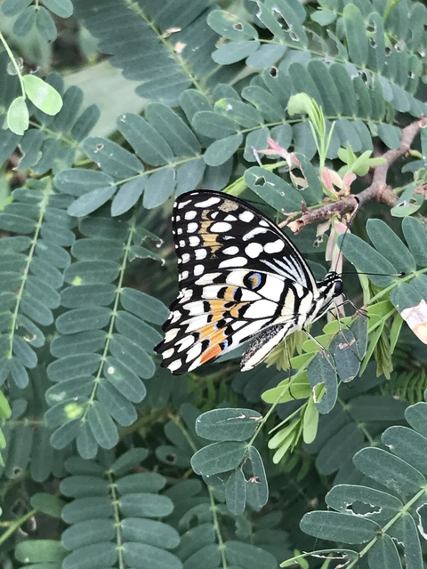       Close-up of a colorful butterfly on a leafy plant.
  