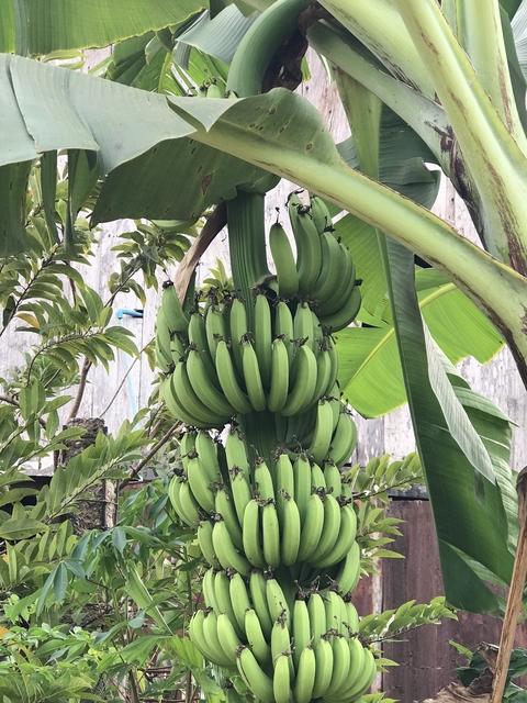 Bunch of green bananas on a plant.