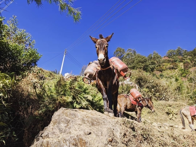 Mule carrying gas canisters on a trail.
