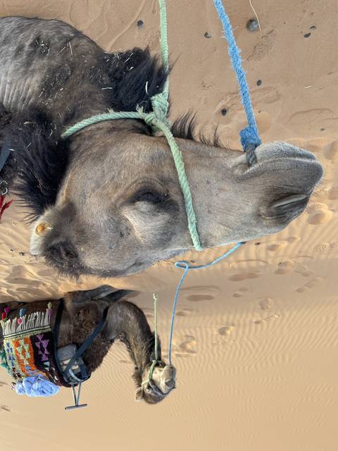       Close-up of camels with saddles in the desert.
  