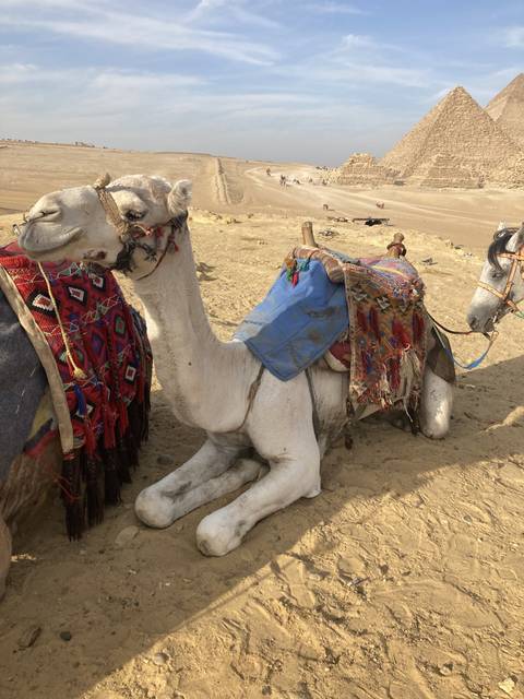       A camel resting in the sand with pyramids in the background.
  