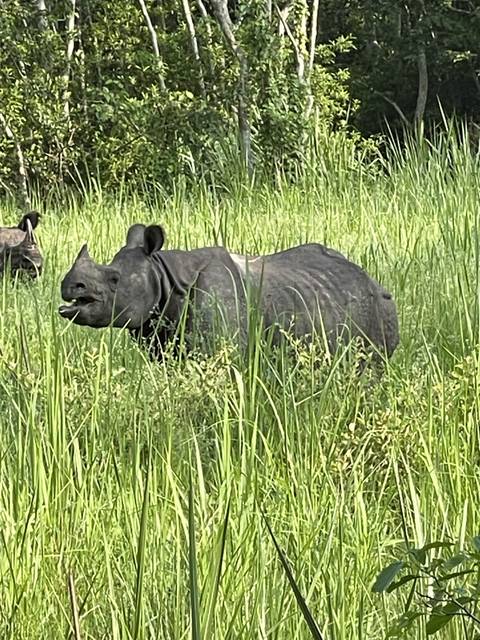 A rhinoceros in tall grass.