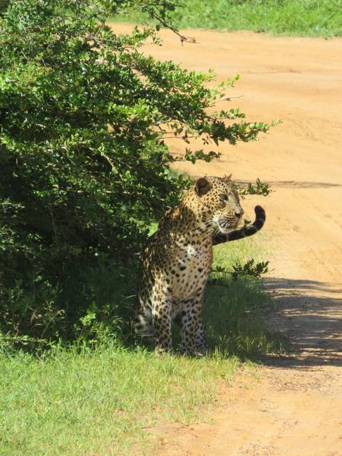       Leopard on a dirt path.
  