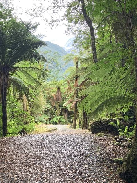       Rainforest path leading into dense greenery.
  