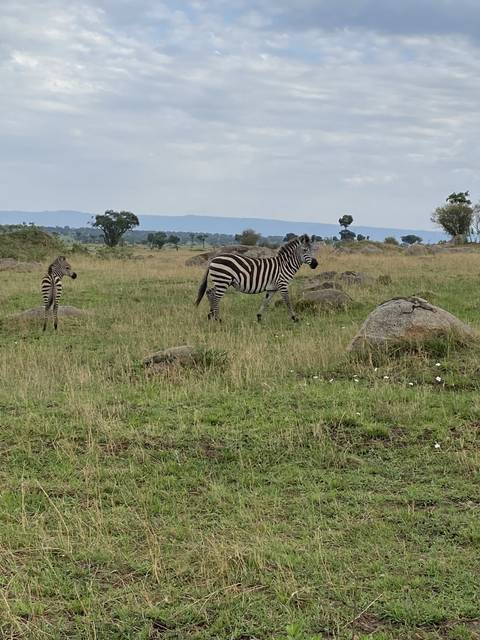       A zebra standing in a grassy field.
  