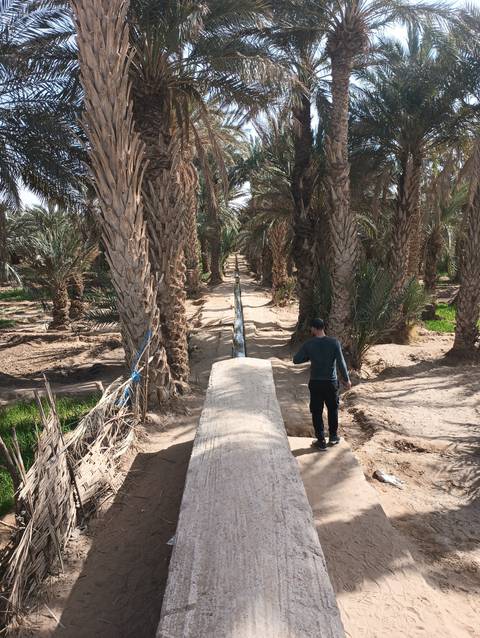       A person walking among palm trees carrying items.
  