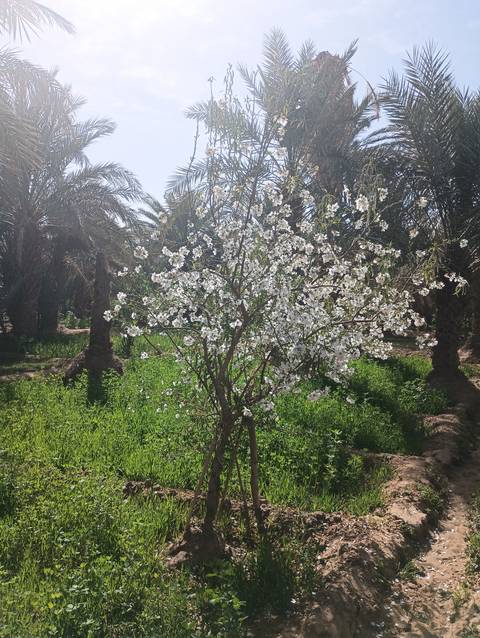       A blooming almond tree among palm trees.
  