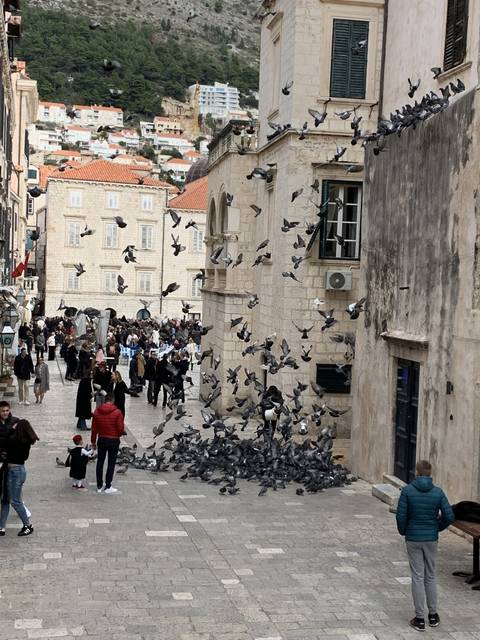       Flock of pigeons taking flight in a street.
  