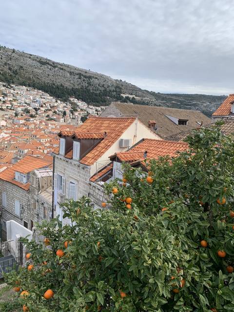       Orange rooftops and an orange tree in a cityscape.
  