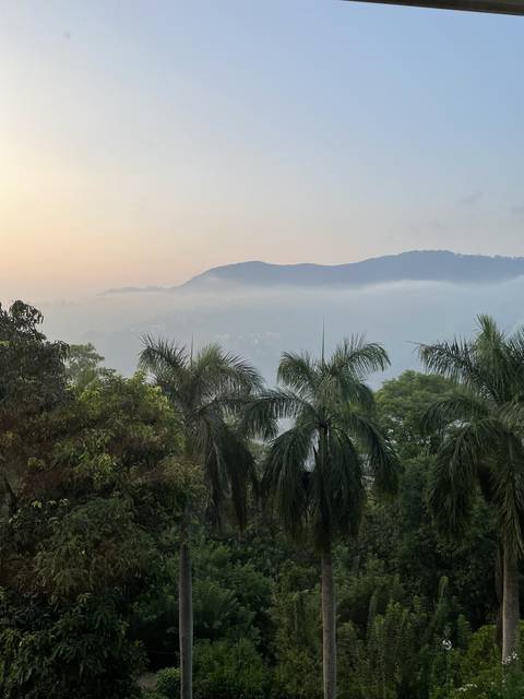 Landscape view with palm trees and distant hills.