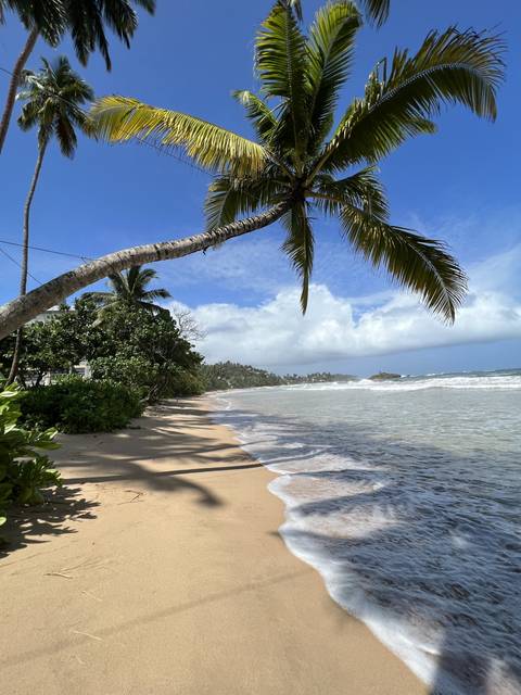 A tropical beach with palm trees and the ocean.