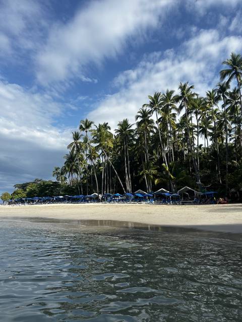       Palm trees lining a beach with people and umbrellas.
  