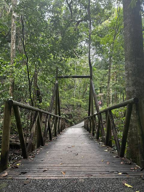       Wooden bridge crossing through dense forest greenery.
  