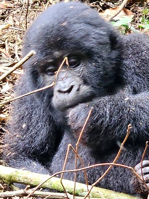       Close-up of a small gorilla resting on twigs.
  