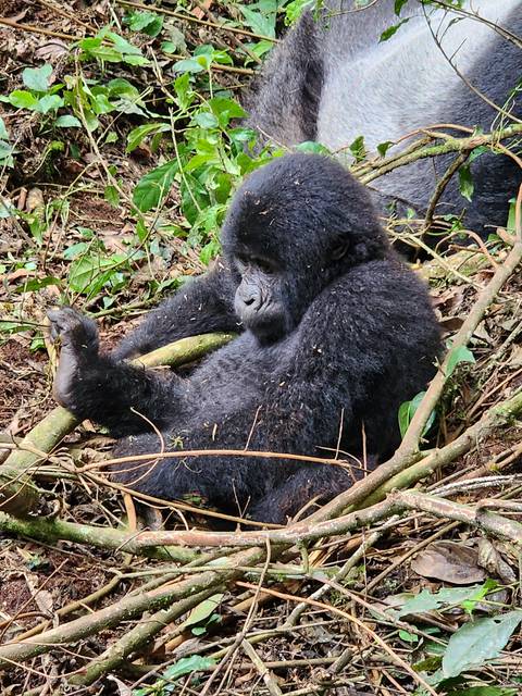       A gorilla resting on the forest floor surrounded by foliage.
  