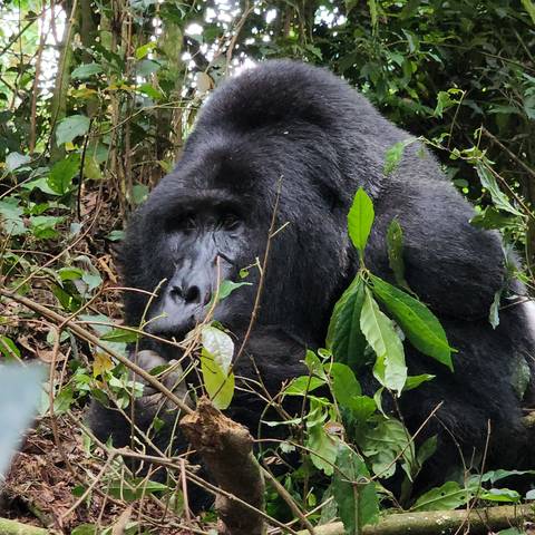       Gorilla looking through foliage in the forest.
  