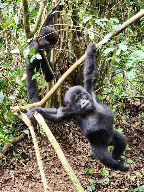       Two young gorillas climbing on branches in the forest.
  