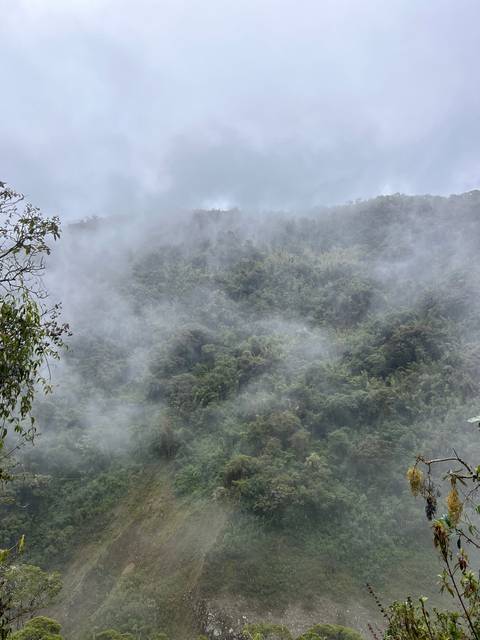 Lush forest partially obscured by fog.