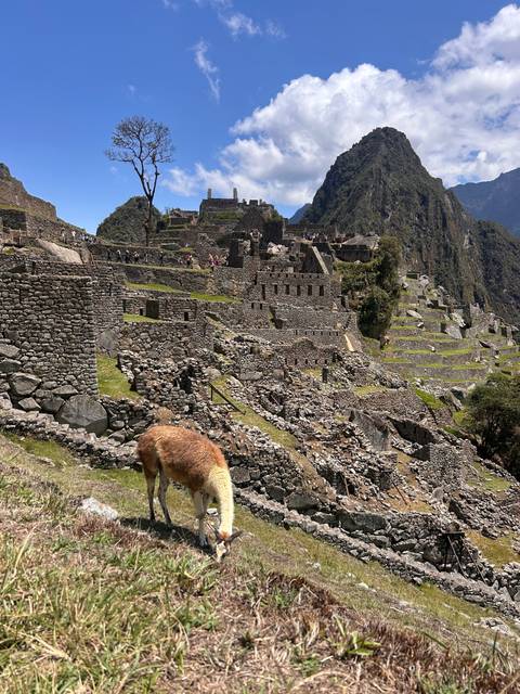 Llama grazing among ancient stone ruins and grass.