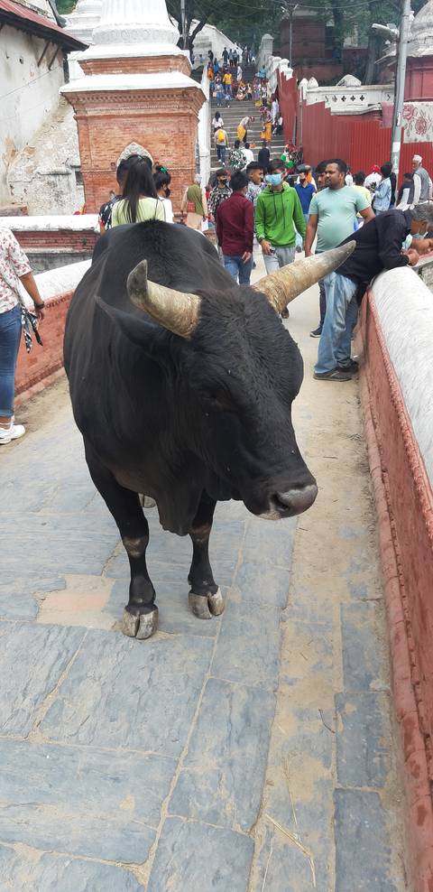      A black cow standing on a paved surface with people around.
  