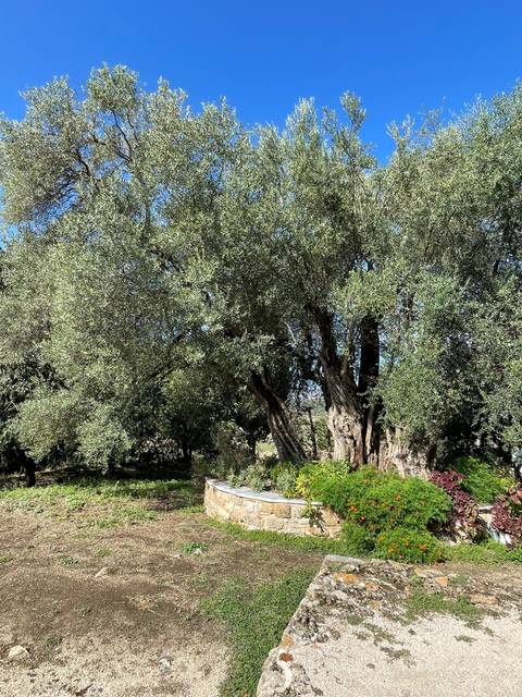 Olive trees and stone path in a rural setting.