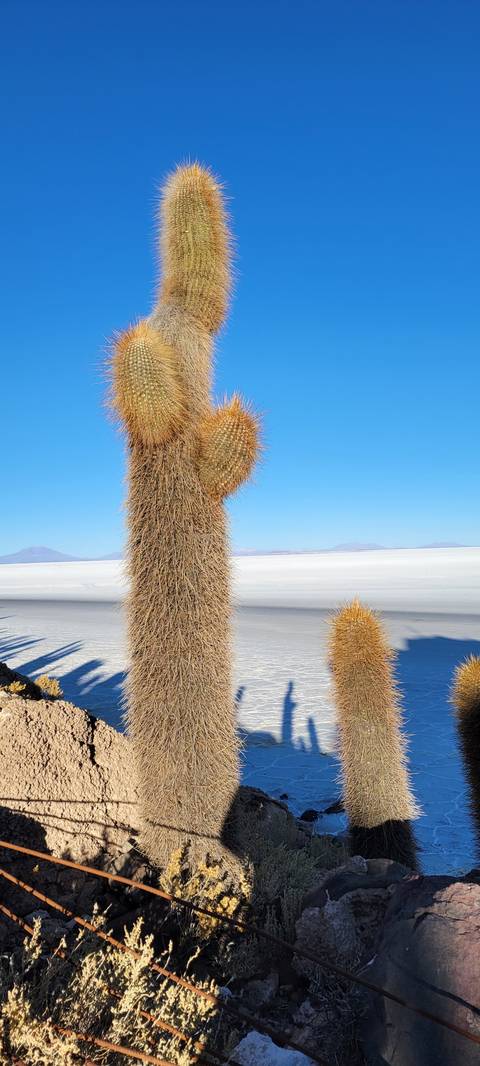 Cacti on a rocky terrain with a vast salt flat in the distance.