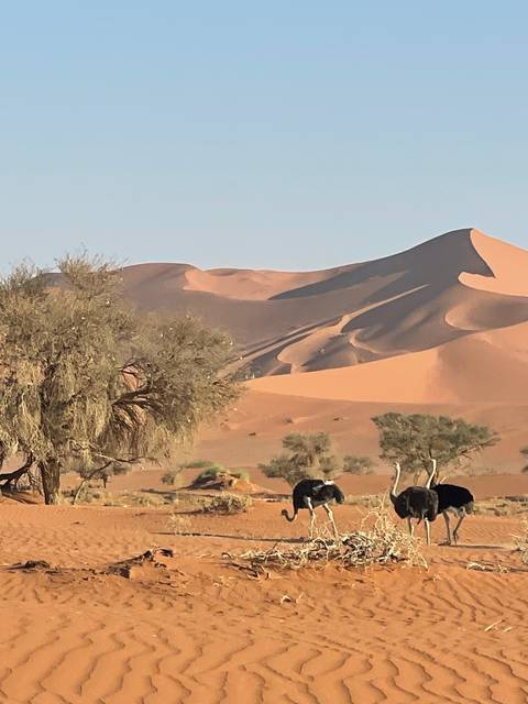       Ostriches in a desert environment near dunes and a tree.
  