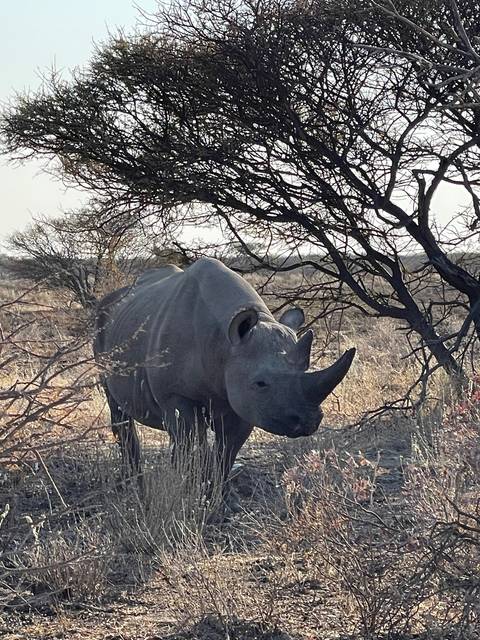       Rhino in a dry bushland area.
  