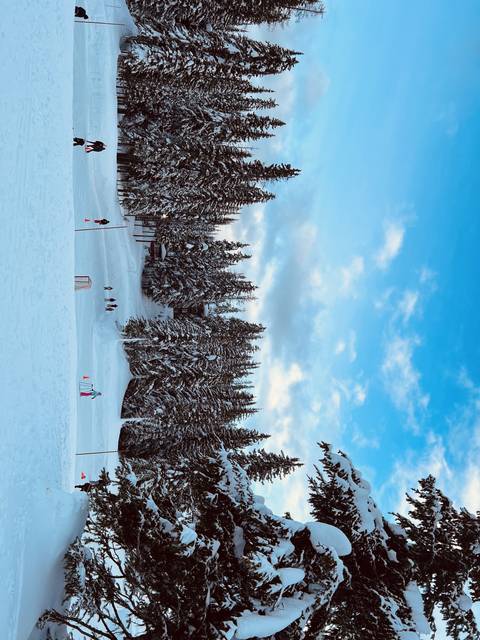       A snowy landscape with people playing and walking, surrounded by tall pine trees.
  