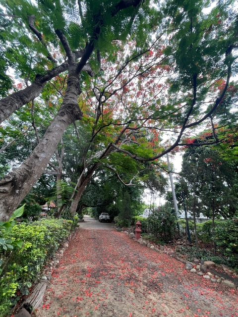       Lush garden with tall trees and a small vehicle parked.
  
