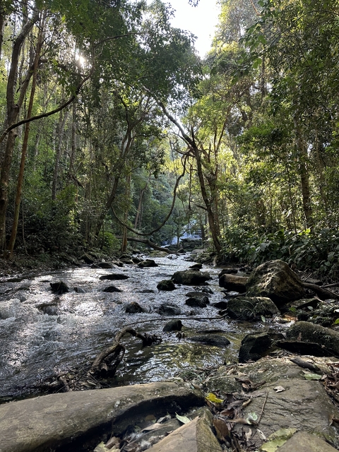       Stream flowing through a forest with sunlight streaming through trees.
  