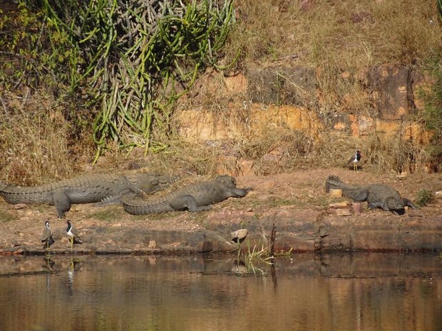 Crocodiles basking on a rocky riverbank.