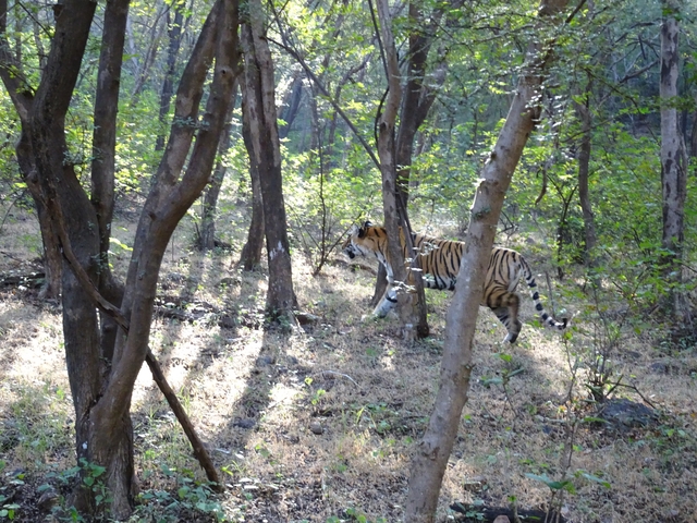 A tiger walking in a forest.