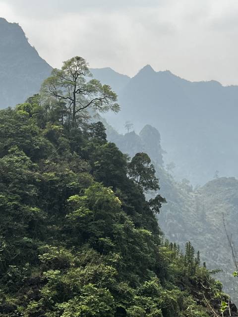       Dense forest with misty mountains in the background.
  