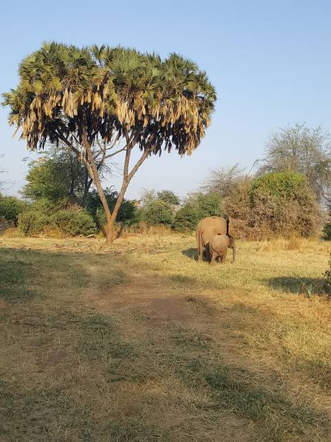 An elephant walking in a dry savannah landscape with a tall tree nearby.