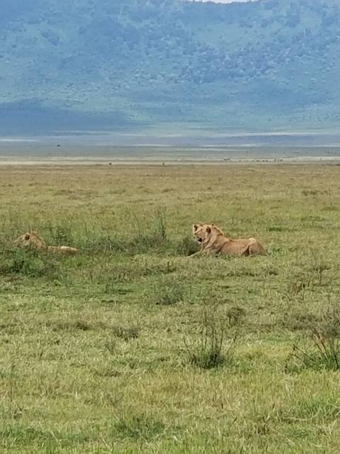 Lion resting in a grassland.