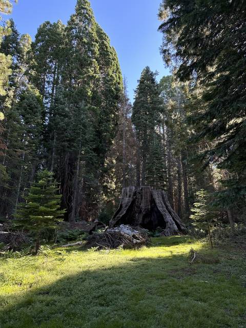       Giant trees and a felled tree trunk in a forest.
  